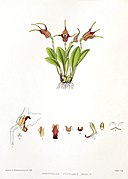 Masdevallia cupularis