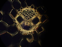   Microscopical view of a cross section of a vascular bundle. Viewed under polarisated light. Magnification 312,5x.