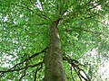 American Beech, Gadsden Co. Florida.