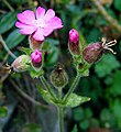 Silene dioica