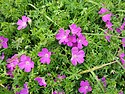 Bloody crane's-bill