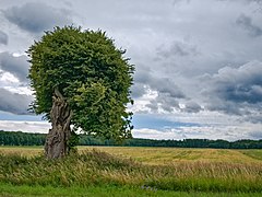 2020-07-10 ND Linde in Ebergöns (Wetteraukreis), Hessen 01.jpg