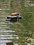 2023-08-25 Otter - Lutra lutra in Wildpark Bad Mergentheim 06.jpg