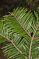 A. grandis foliage – upper side of the leaves, showing the leaves lying flat either side of the shoot