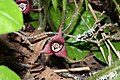 Asarum caudatum