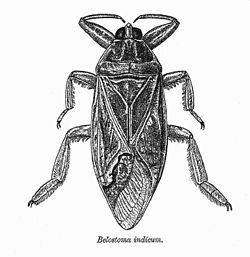 Belostoma indicum.