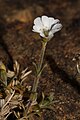 Cerastium arvense