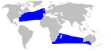 Aire de répartition du Mésoplodon de True