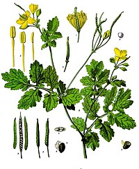 Chelidonium majus L.