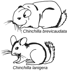 sketch drawings of Chinchilla brevicaudata and Chinchilla lanigera, emphasizing the distinct features of each species. abbreviate is shown excessively fat or chonky and lanigera mouse like with a perky tail