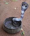 Drohende Kobra (Naja) mit gespreiztem Hals