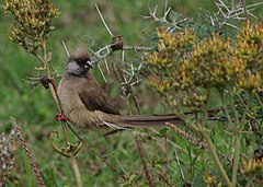 Brunmusfugl (Colius striatus) (Foto: Jerry Friedman)