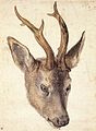 Head of a roebuck label QS:Len,"Head of a roebuck" label QS:Lpl,"Głowa sarny" label QS:Lde,"Kopf eines Rehbocks" 1514