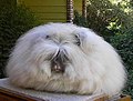 Category:English Angora rabbits