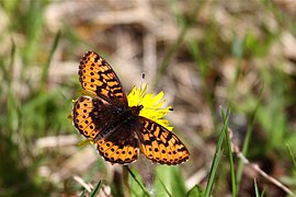 Boloria (Clossiana) frigga