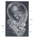 Fetus of about 8 weeks, enclosed in the amnion. Magnified a little over two diameters.