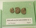 Holcodiscus furcatocostatus sp.n. en:Barremian, en:Razgrad at the en:Sofia University "St. Kliment Ohridski" Museum of Paleontology and Historical Geology