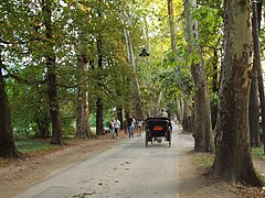 Μεγάλη Αλέα (Velika aleja), Ιλιτζα