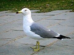 Kara kuyruklu martı(Larus crassirostris)