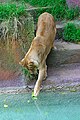 Lêeuw in de zoo van San Diego, Amerika