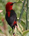 Myzomela cardinalis tenuis