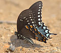 Косатець-троїлюс (Papilio troilus) Триба Papilionini.