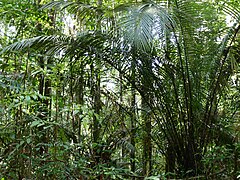 Description de l'image Paramaca Palm (Astrocaryum paramaca) (28152593059).jpg.