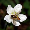 Episyrphus balteatus male on Parnassia palustris