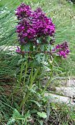 Bouquet de fleurs violettes et pleine terre.