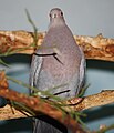 Peruvian Pigeon