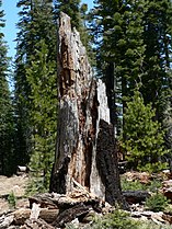 Dead stump, Yosemite National Park