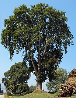 העץ הלאומי - דולב מזרחי (Platanus orientalis)
