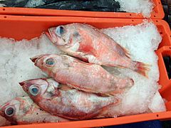 Rotbarsch im Fisch­handel