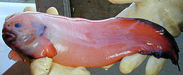 Kuprotasis gleivys (Elassodiscus tremebundus)