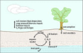 Soil nutrient budget.jpg