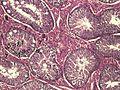 العربية: أنسجة خصيتيّ الخنزير البري English: Histology of the testicles of a boar