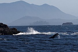 Whale-watching trip (Cow Bay) (8277237711).jpg