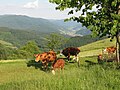 Cattle near Simonswälder Tal