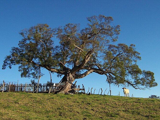 Старое дерево мимозы (Acacia heterophylla) в горах на острове Реюньон