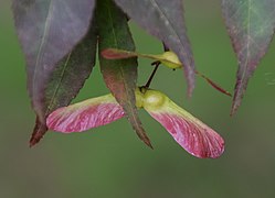 Acer sieboldianum in Hackfalls Arboretum (9).jpg