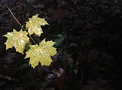 Acer sp .... a maple seedling's first autumn.jpg