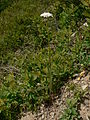 Achillea millefolium