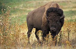 Amerikaanse bizon