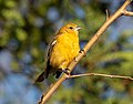 Image 5Female/immature Baltimore oriole in Green-Wood Cemetery