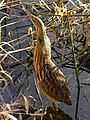 Avetoro americanu (Botaurus lentiginosus)