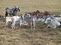 Lopa e trashë Brahman, në Kosta Rika, pjesa paqësore