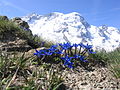 Breithorn with gentian in the foreground [3]