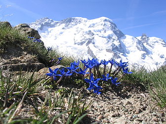 Fleurs de gentiane de printemps (Gentiana brachyphylla), devant le mont du Breithorn occidental (4 164 m) vu depuis la station alpine de Rotenboden, près de Zermatt dans les Alpes valaisannes (Suisse). (définition réelle 2 048 × 1 536*)