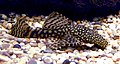 Bristlenose Catfish