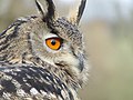 fr:Hibou_grand-duc, fr:Vis_(rivière)